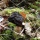 Umbrella false morel (Gyromitra californica)
