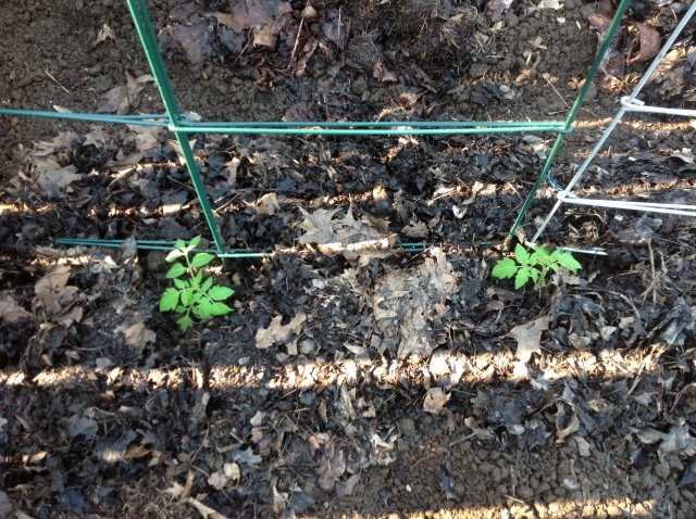 two of my tomato starts at the base of wire cages that i made into a fence instead of a square.