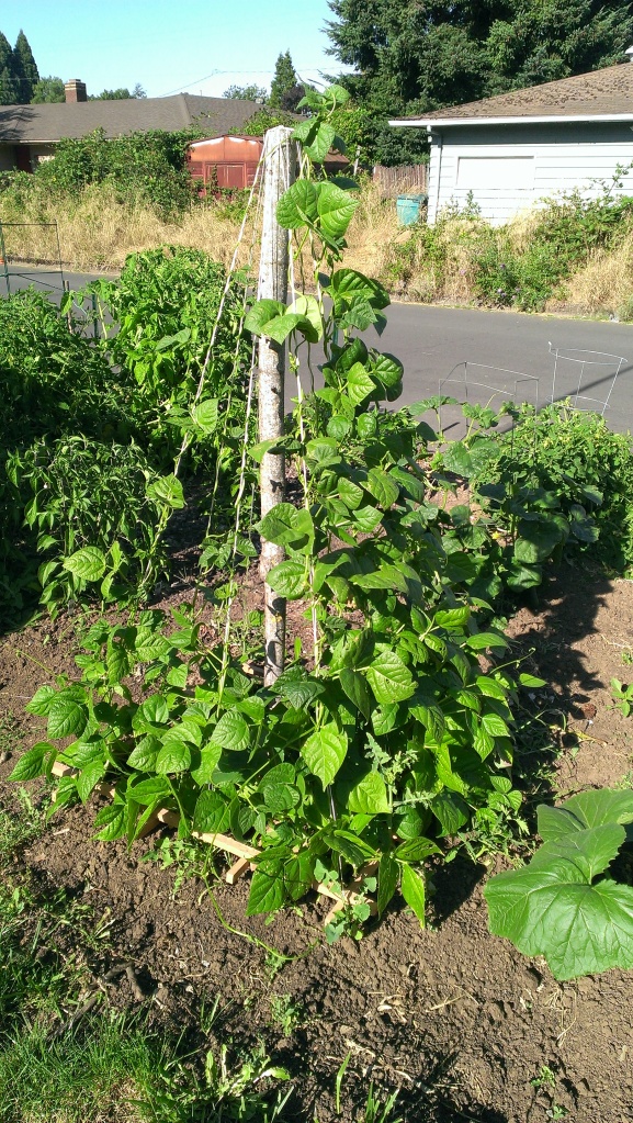 Pole bean pyramid.  Great way for large amounts of beans in a small area