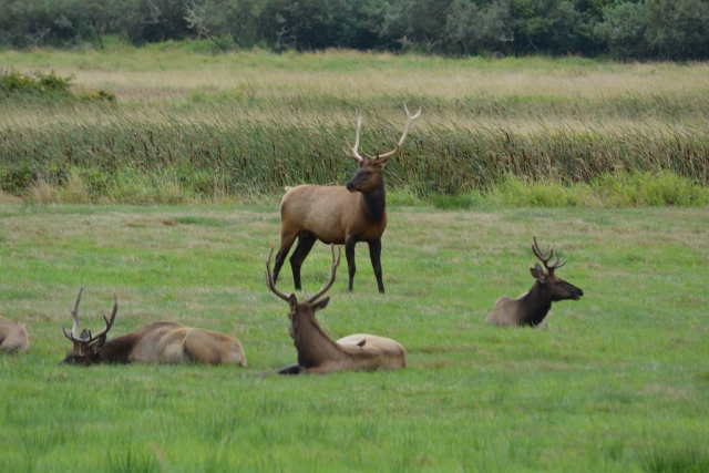 Part of a herd of bull elk at the viewing area