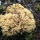 the weird world of Coral mushrooms