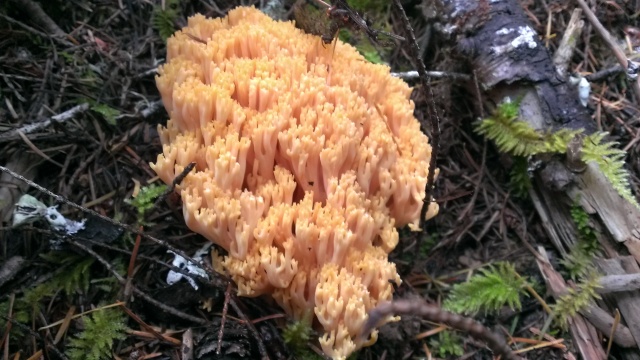 A peach colored coral mushroom
