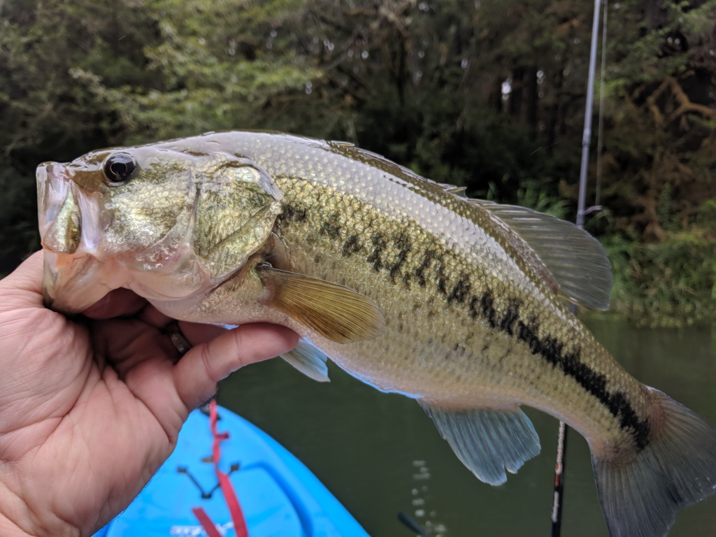 Bass fishing from a kayak in Siltcoos
